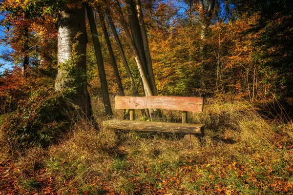 Tato lavička v lese pamatuje více, než by se mohlo zdát. Ještě, že je hezké a veselé léto.